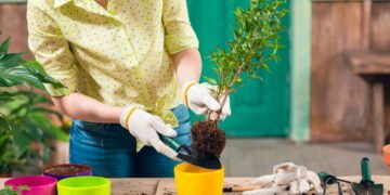 Como manter suas plantas de casa sempre saudáveis com cuidados simples