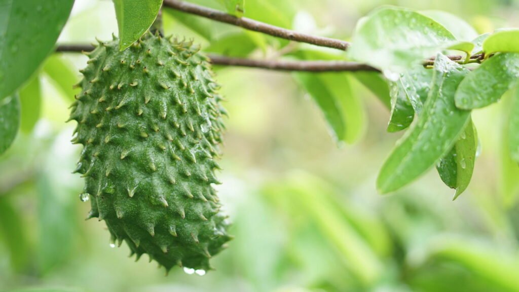 A fruta exótica que pode ajudar no combate a doenças