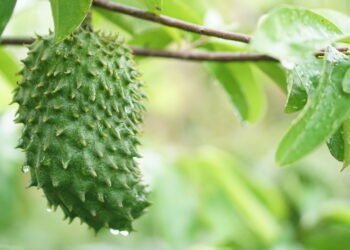 A fruta exótica que pode ajudar no combate a doenças