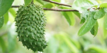 A fruta exótica que pode ajudar no combate a doenças