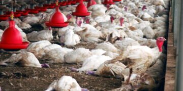 Gripe aviária acende sinal vermelho e Minas Gerais descarta toneladas de ovos