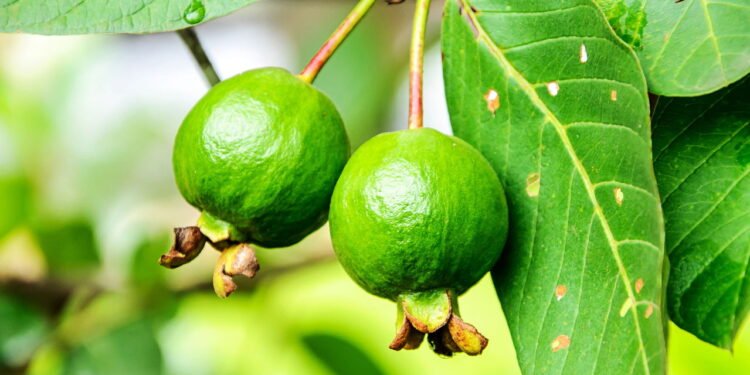 Transforme um cantinho do seu quintal em um paraíso de goiabas frescas