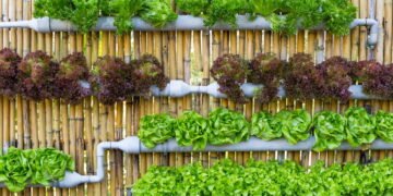 5 plantas medicinais fáceis de cultivar em casa e cheias de benefícios