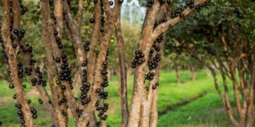Jabuticaba no vaso? Veja como plantar e cuidar em espaços pequenos