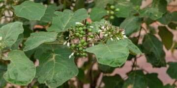 Conheça a planta brasileira que fortalece o fígado e aprenda a plantar em casa