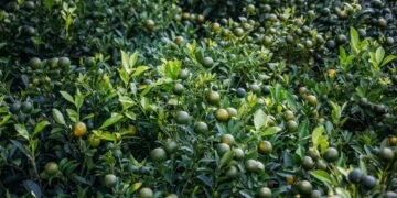 Método caseiro revela como cultivar uma planta frutífera com sucesso em 15 dias