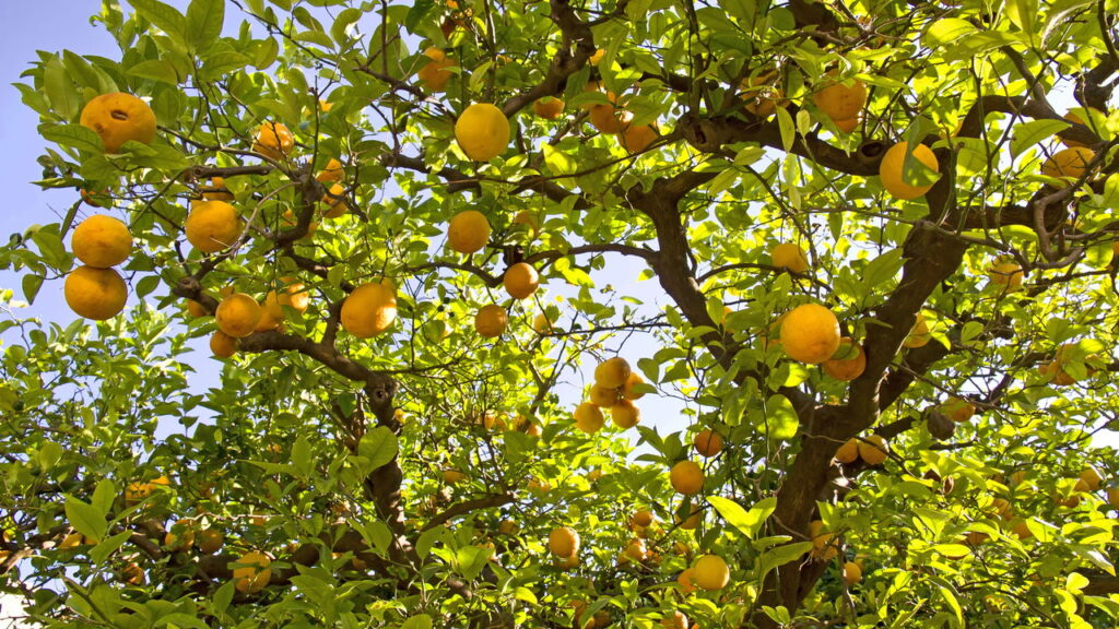 Método caseiro revela como cultivar uma planta frutífera com sucesso em 15 dias