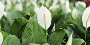 Aprenda a cultivar lírio da paz e deixe sua casa mais bonita