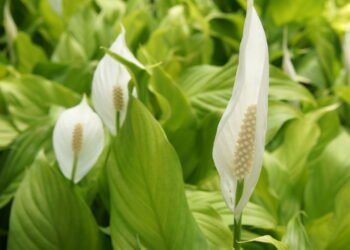 Aprenda a cultivar lírio da paz e deixe sua casa mais bonita