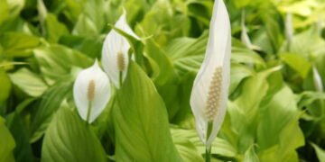 Aprenda a cultivar lírio da paz e deixe sua casa mais bonita