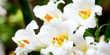 O segredo para plantar lírios e ver eles florescerem todo ano