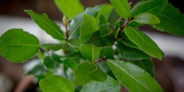 Aprenda a plantar louro em casa e aproveite seus benefícios na culinária e na saúde