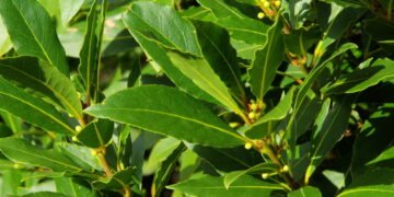 Aprenda a plantar louro em casa e aproveite seus benefícios na culinária e na saúde