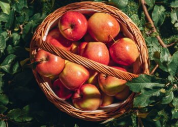 Como plantar maçã em casa e ter frutas saborosas o ano todo