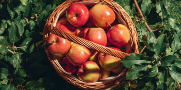 Como plantar maçã em casa e ter frutas saborosas o ano todo