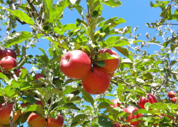 Como plantar maçã em casa e ter frutas saborosas o ano todo
