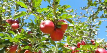 Como plantar maçã em casa e ter frutas saborosas o ano todo