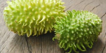 Plantar maxixe é mais fácil do que parece e traz muitos benefícios