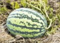 Melancia com sabor aguado? Veja o que pode estar errado no cultivo