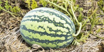 Melancia com sabor aguado? Veja o que pode estar errado no cultivo