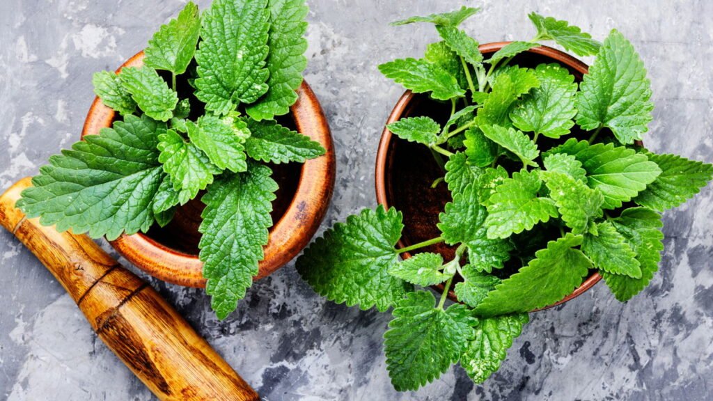 Conheça os benefícios da melissa na sua saúde e como plantar em casa