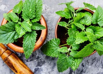 Conheça os benefícios da melissa na sua saúde e como plantar em casa