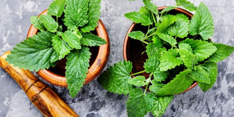 Conheça os benefícios da melissa na sua saúde e como plantar em casa