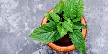 Benefícios da melissa na sua saúde e como plantar em casa