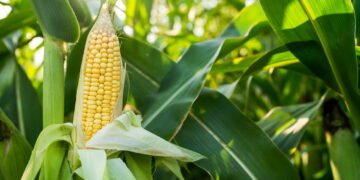 Quer plantar milho em vasos? Confira a melhor época para começar