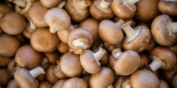 Transforme sua casa em uma mini fazenda de cogumelos de forma simples