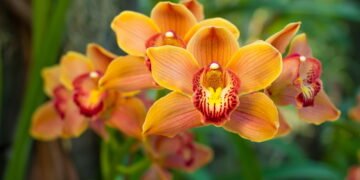 Essa infusão simples e forte está revolucionando o cultivo de orquídeas