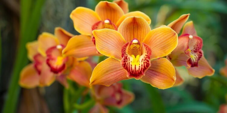 A flor que acalma, inspira amor e melhora o bem-estar - Créditos: depositphotos.com / margostock