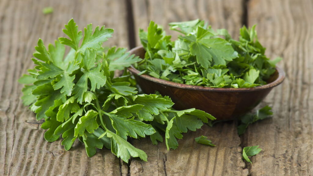 Aprenda cultivar salsinha em casa e sempre tenha temperos frescos