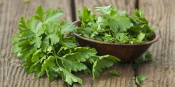 Aprenda cultivar salsinha em casa e sempre tenha temperos frescos