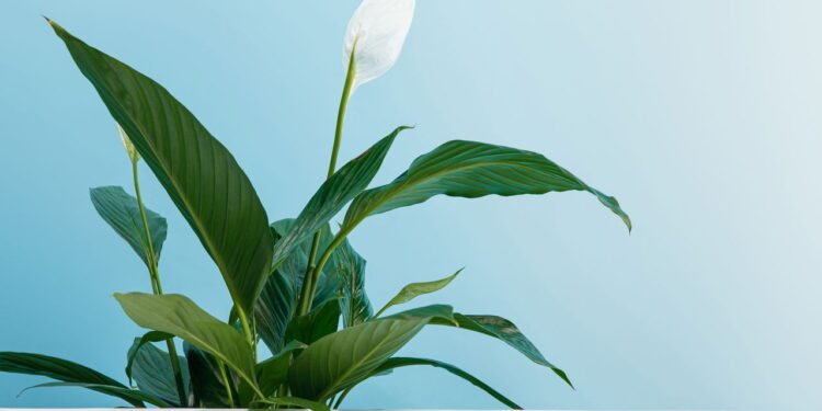 O lírio da paz é a planta mais fácil de se cultivar e a mais poderosa para purificar sua casa