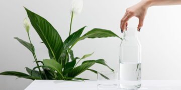 O lírio da paz é a planta mais fácil de se cultivar e a mais poderosa para purificar sua casa