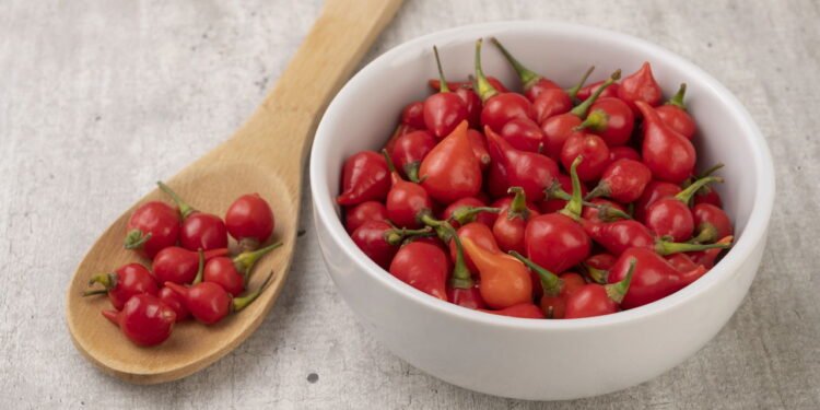 Dicas para cultivar pimenta biquinho em casa sem agrotóxicos