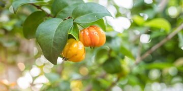 Este chá tradicional pode melhorar sua saúde, mas há efeitos colaterais que você precisa saber