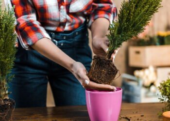 Você pode estar usando o produto errado no seu vaso favorito