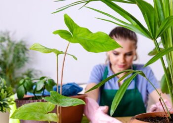 Estas plantas deixam o ar da sua casa mais limpo e saudável