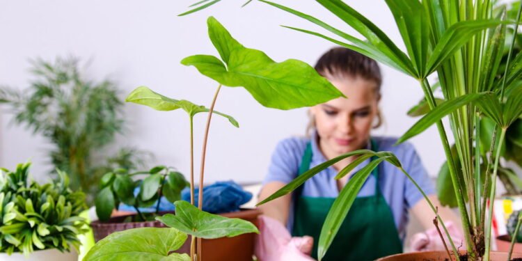 Estas plantas deixam o ar da sua casa mais limpo e saudável