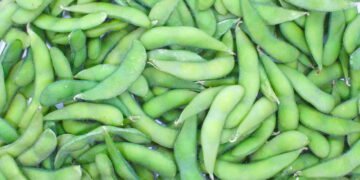 Aprende a cultivar vagem em espaços pequenos e tenha legumes frescos o ano todo