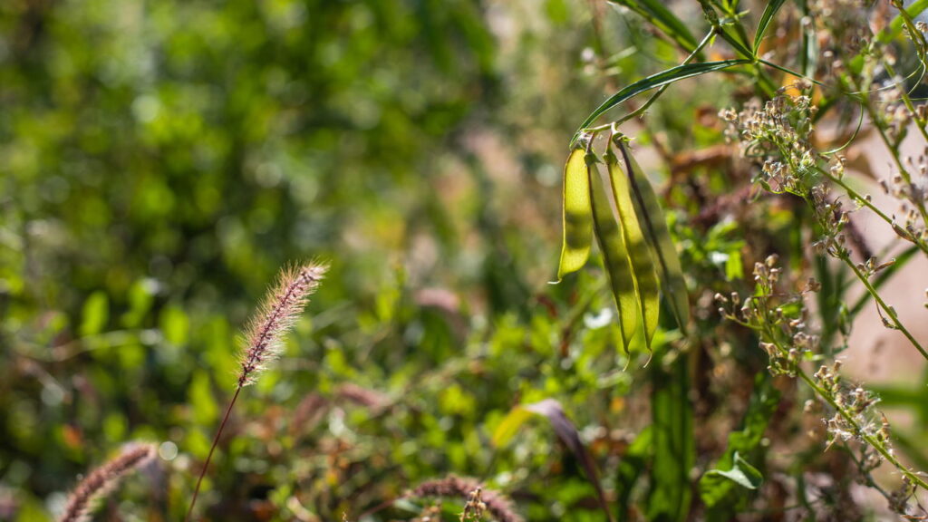 Aprende a cultivar vagem em espaços pequenos e tenha legumes frescos o ano todo