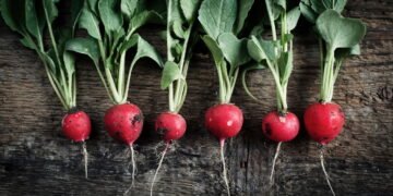 Como plantar rabanetes saudáveis em casa e em espaços pequenos