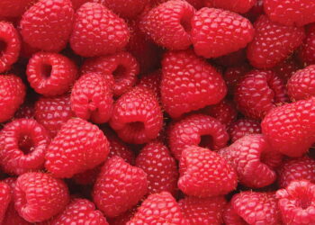 Framboesa é o superalimento ideal para perder peso e ganhar saúde