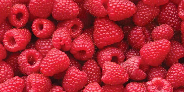 Framboesa é o superalimento ideal para perder peso e ganhar saúde