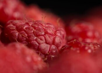 Framboesa é o superalimento ideal para perder peso e ganhar saúde