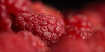 Framboesa é o superalimento ideal para perder peso e ganhar saúde