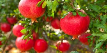 Como plantar a fruta que protege o coração e fortalece os ossos