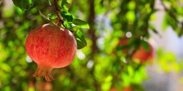 Como plantar a fruta que protege o coração e fortalece os ossos